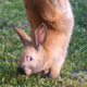 A sauteur d’Alfort rabbit walking on its front feet, the result of a genetic mutation.